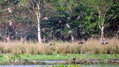 Pobitora Wildlife Sanctuary, Assam, India landscape