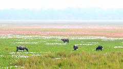Panorama of Pobitora Wildlife Sanctuary