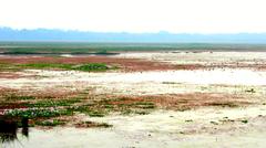 Breathtaking Landscape of Pobitora Wildlife Sanctuary with Wild Water Buffalo