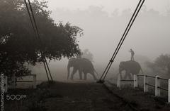 Pobitora Wildlife Sanctuary elephant ride