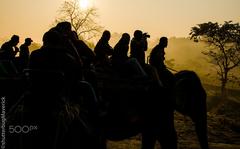 Morning elephant ride in Pobitora Wildlife Sanctuary