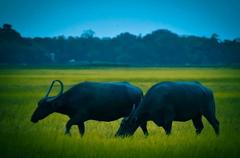Buffaloes in Brahmaputra river valley, Assam