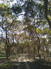 Pobitora Wildlife Sanctuary