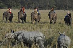 Rhino tourism in Pobitora Wildlife Sanctuary, Assam
