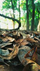 Undisturbed forest floor in Pobitora Wildlife Sanctuary, Assam