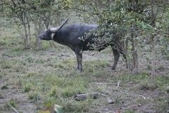 Asiatic Buffalo at Pobitora Wildlife Sanctuary