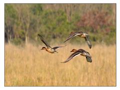 Northern pintail flying over Pobitora Wildlife Sanctuary