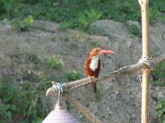 Bird in Pobitora