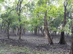 dense jungle in Pobitora Wildlife Sanctuary, Assam
