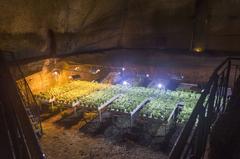 Plants growing in the underground of Naples