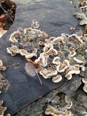 Close-up of Tripe Fungus (Auricularia mesenterica) on a tree bark