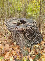 Tripe Fungus (Auricularia mesenterica) on a tree trunk