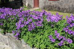 blue flowers at Skansen