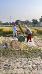 Traditional method of threshing paddy at Punjab Agricultural University