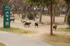 dogs playing in Central Park, Kaohsiung