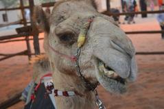 camel smiling