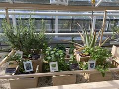 plants in greenhouse of Hortus Botanicus in Amsterdam