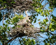 Great Blue Heron nest at Radnor Lake State Park