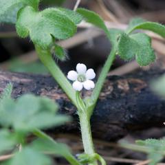 Baby blue-eyes flower at Radnor Lake