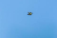 Osprey at Radnor Lake State Park