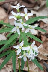 Cutleaf Toothwort at Radnor Lake