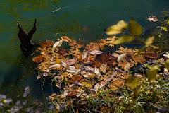 Radnor Lake State Park in Nashville, 2022