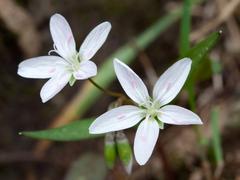 Eastern spring beauties at Radnor Lake