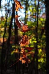 Radnor Lake State Park in Nashville, 2022