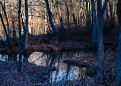 scenic view of Radnor Lake with surrounding forest