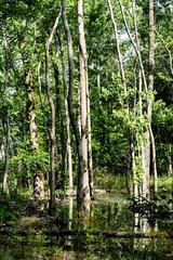 Radnor Lake State Park landscape