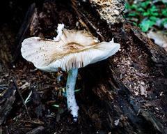 Radnor Lake State Park in Nashville