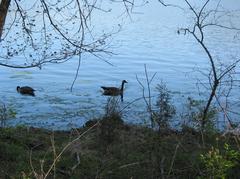 Radnor Lake with geese