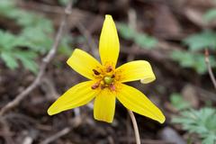 Trout lily Erythronium americanum at Radnor Lake