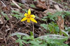 Trout lily at Radnor Lake