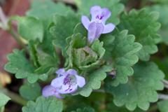 Ground Ivy (Glechoma hederacea) at Radnor Lake