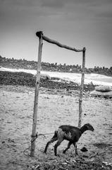 Goat tied near beach in Visakhapatnam