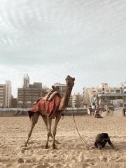 camel on RK beach in Vizag