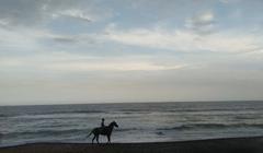 beach with a man riding a horse