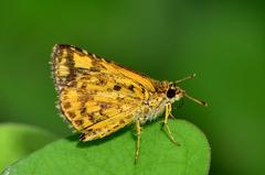 Close wing basking of Ampittia dioscorides, commonly known as Bush Hopper, in India