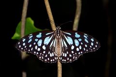 Open wing resting posture of Tirumala limniace – Blue Tiger butterfly