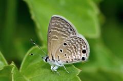 Bright Babul Blue butterfly close wing basking