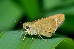 Close wing Basking of Borbo cinnara butterfly