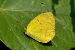 Close wing basking of Eurema hecabe (Common Grass Yellow butterfly)