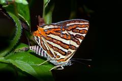 Close wing basking of Spindasis vulcanus – Common Silverline butterfly