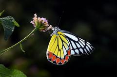 Close wing Nectaring of Delias eucharis, Indian Jezebel