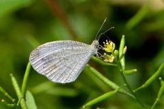 Close wing nectaring of Leptosia nina butterfly