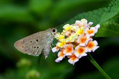 Close wing Nectaring of Suastus gremius, Oriental Palm Bob