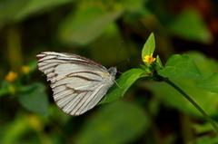 Eastern Striped Albatross butterfly sucking sap from a leaf