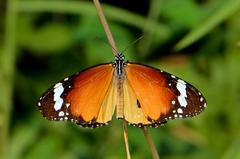 open wing basking of Danaus chrysippus (Plain Tiger butterfly)