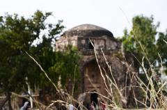 Rawat Fort through overgrown grass